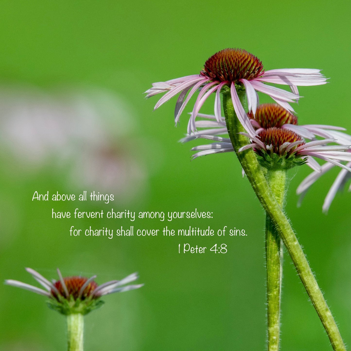 Free Scripture On Image Download