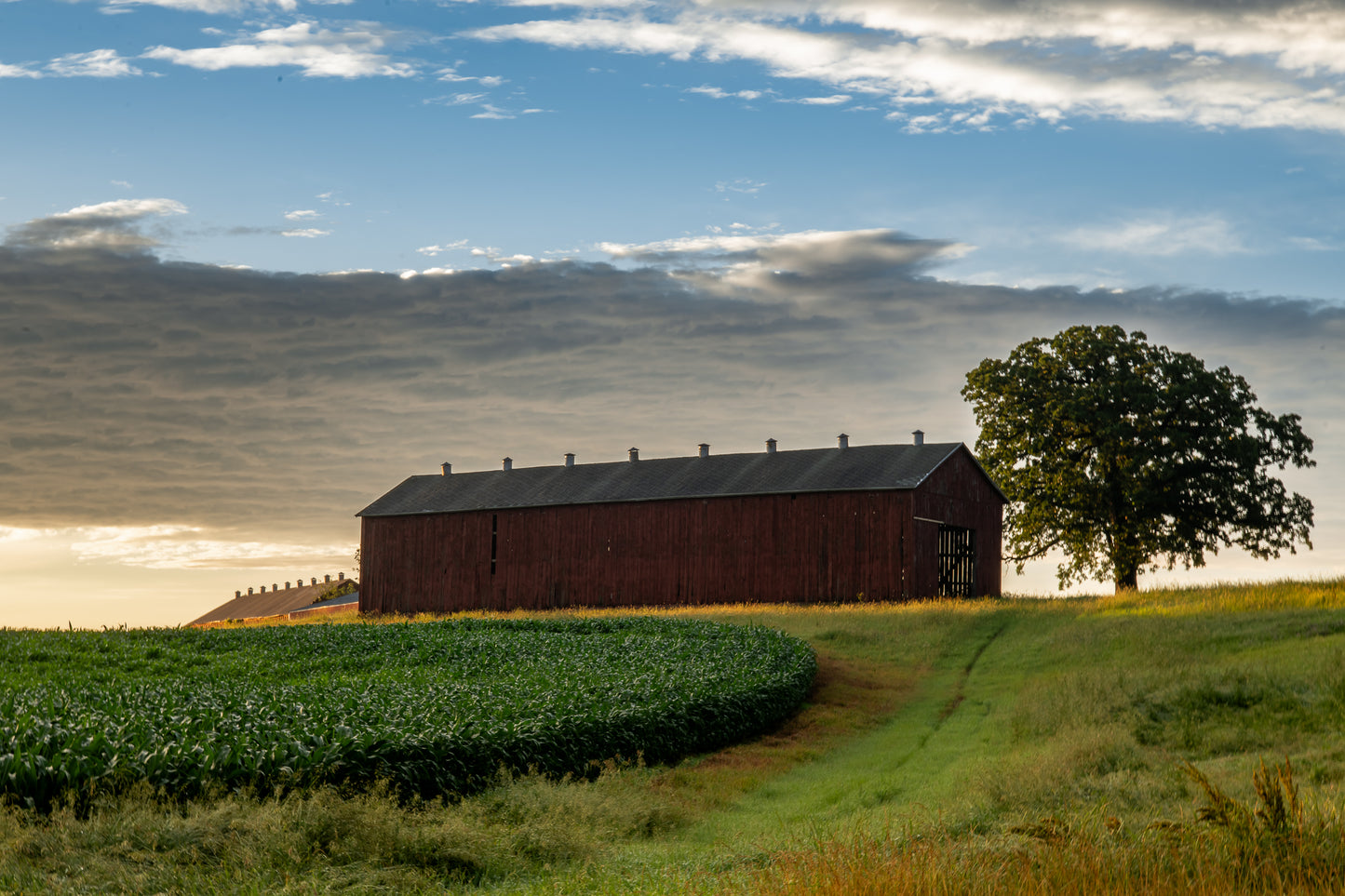 Red Tobacco Shed Cornfield Morning Clouds