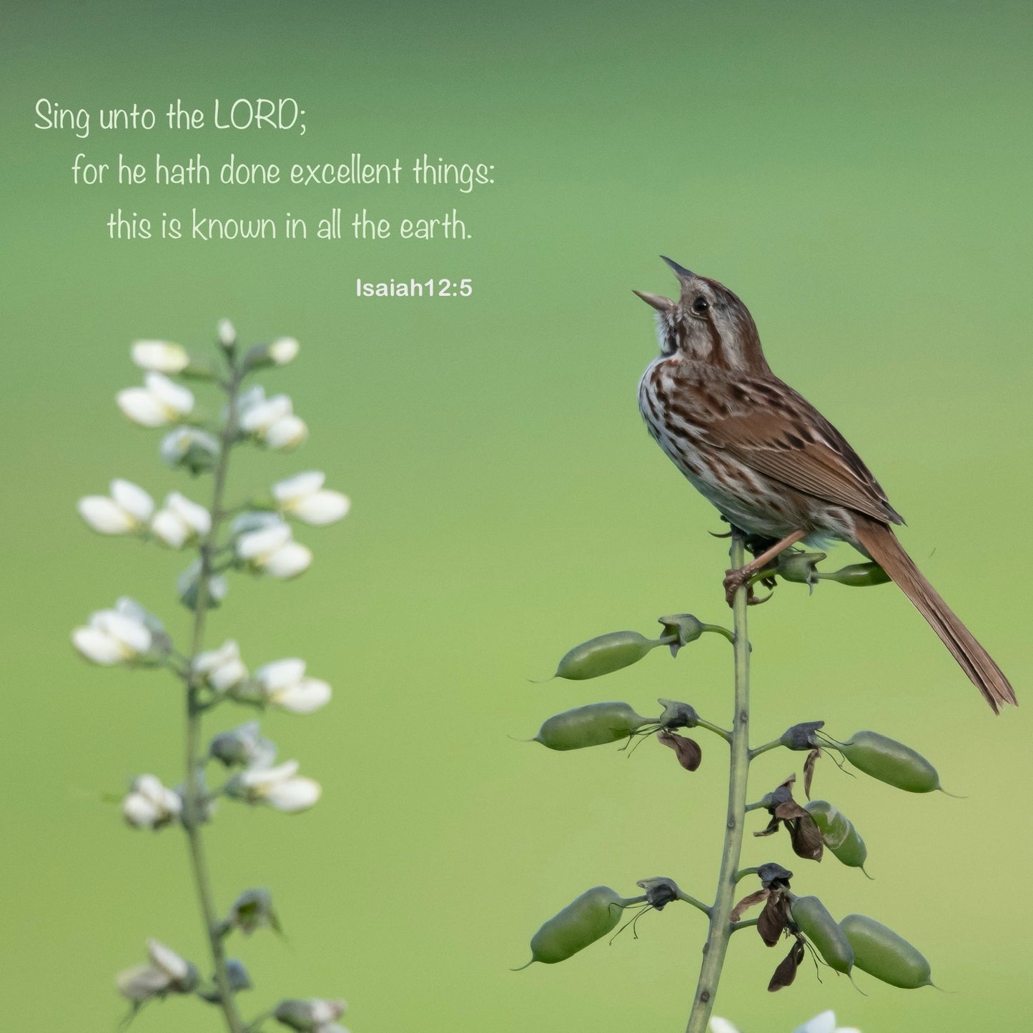 Free Scripture On Image Download