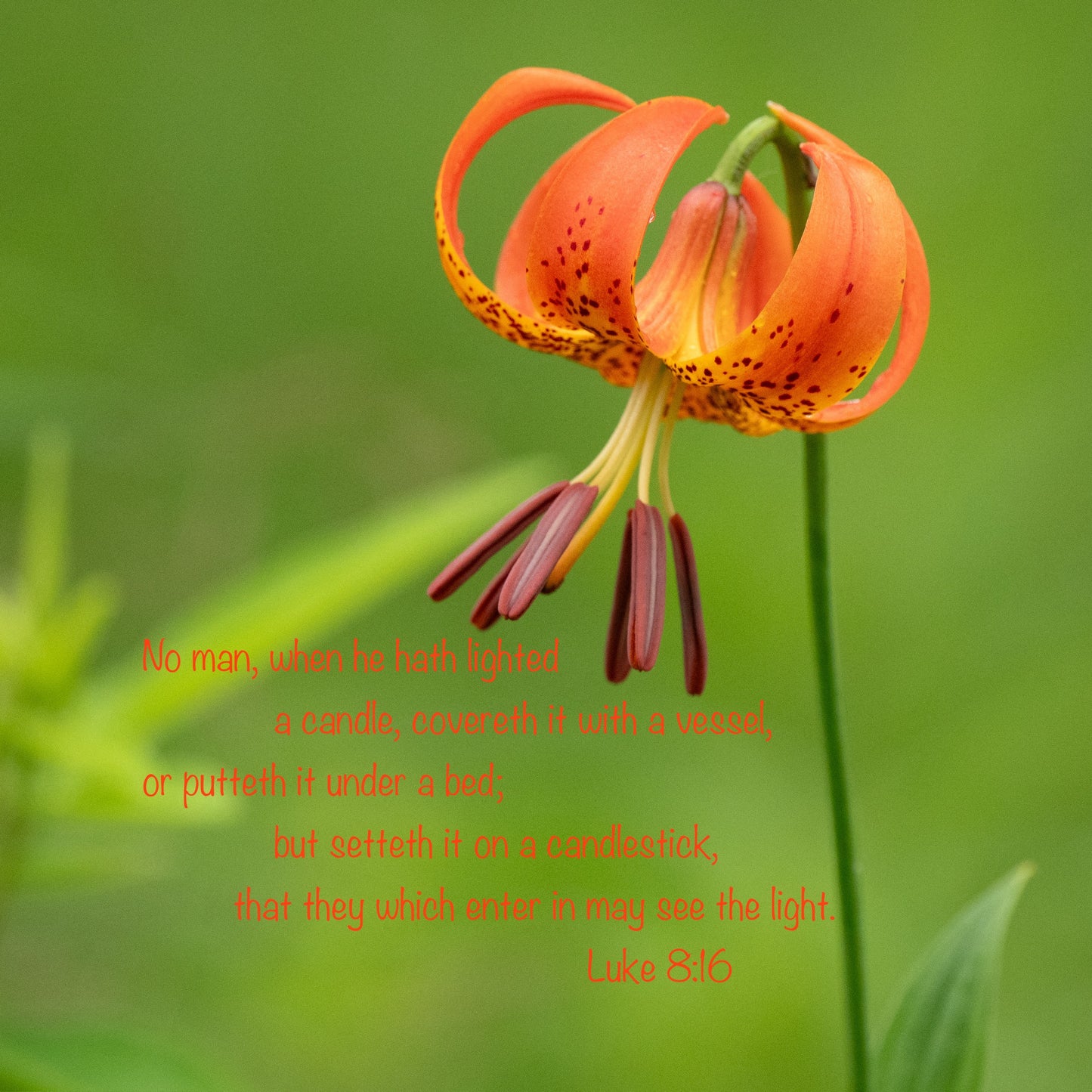 Orange flower with a green blurred background and a biblical verse in red text.
