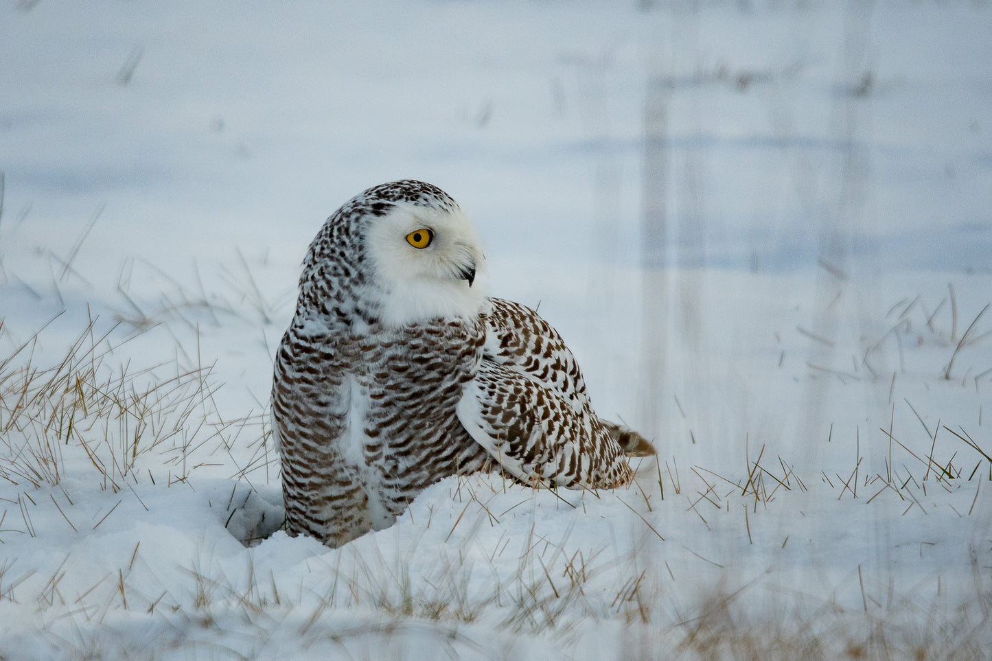 Snowy Owl On Prey Select