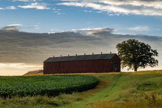 Red Tobacco Shed Cornfield Morning Clouds 