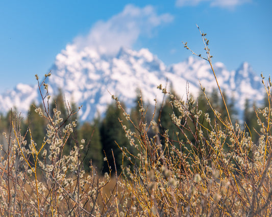 Mountain Pussy Willows Teton Spring