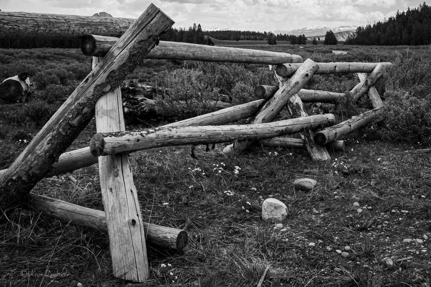 Wyoming Fence Row In B&W