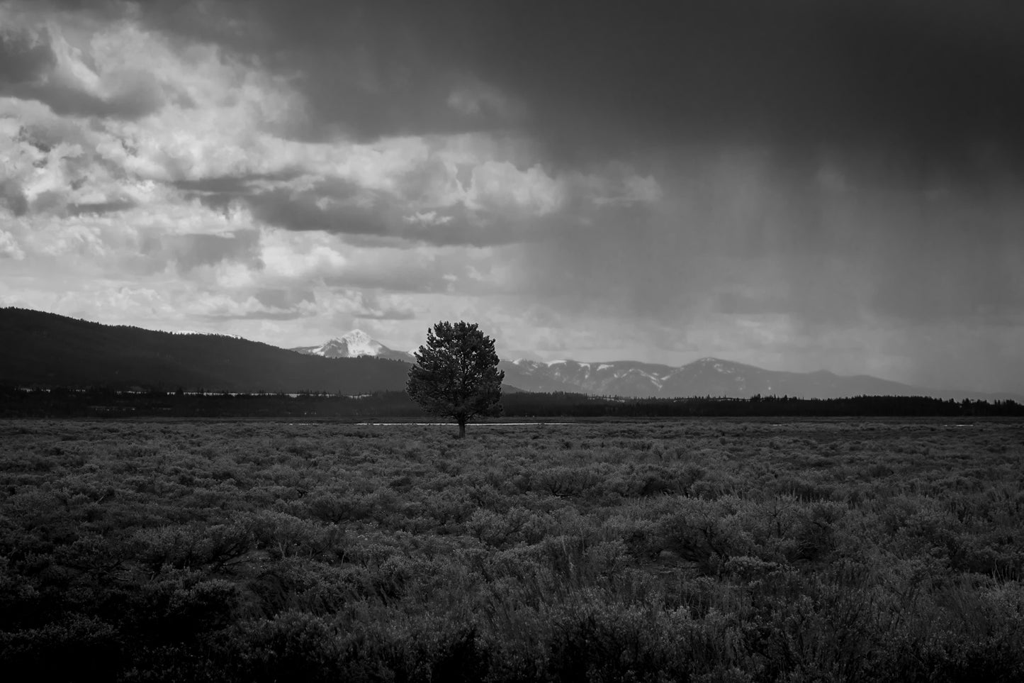 Mountain Storm Lone Tree Tetons B&W Select