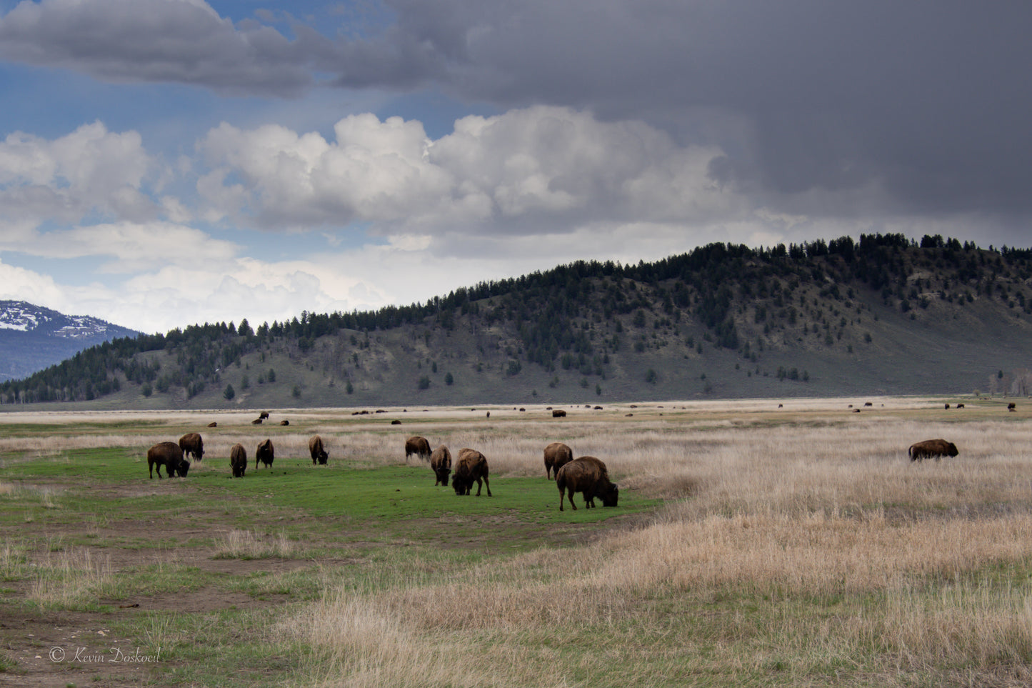 Bison On The Wyoming Range Select