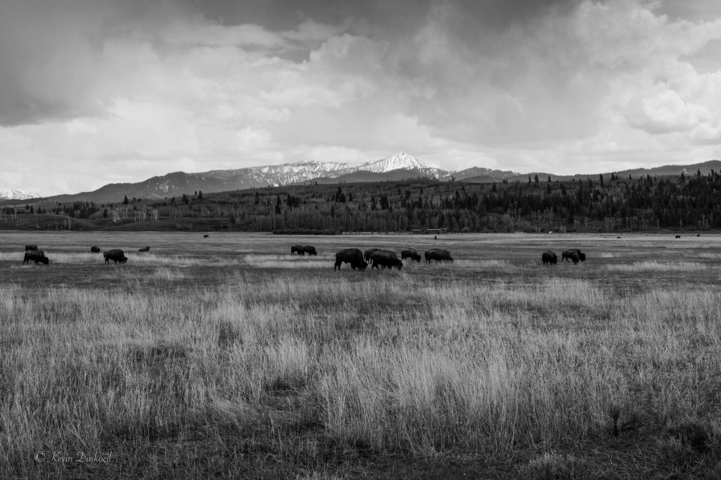 Bison On Range In B&W Select