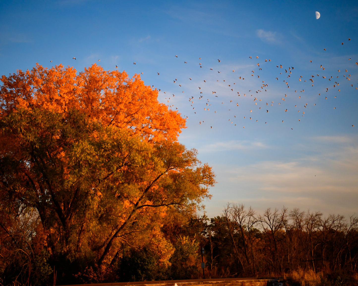 Fall Bird Migration With Moon