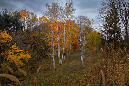 Birch Tree Outcrop in Fall and Trees Rock Outcrop