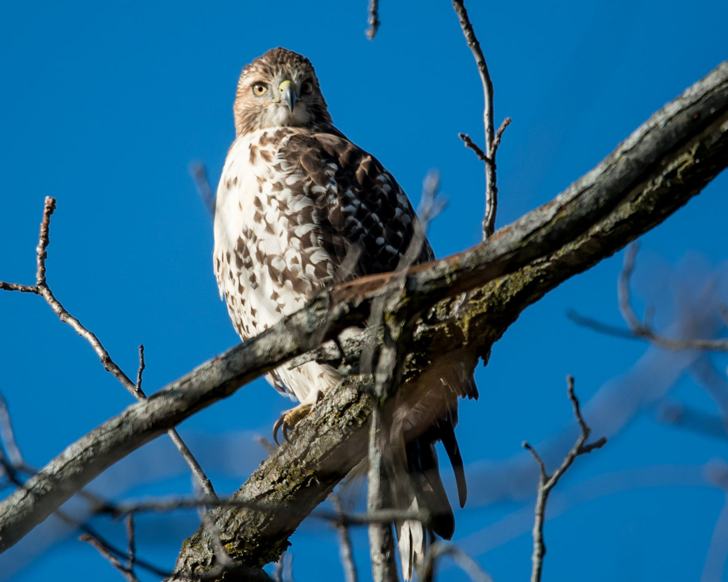 Hawk on Branch