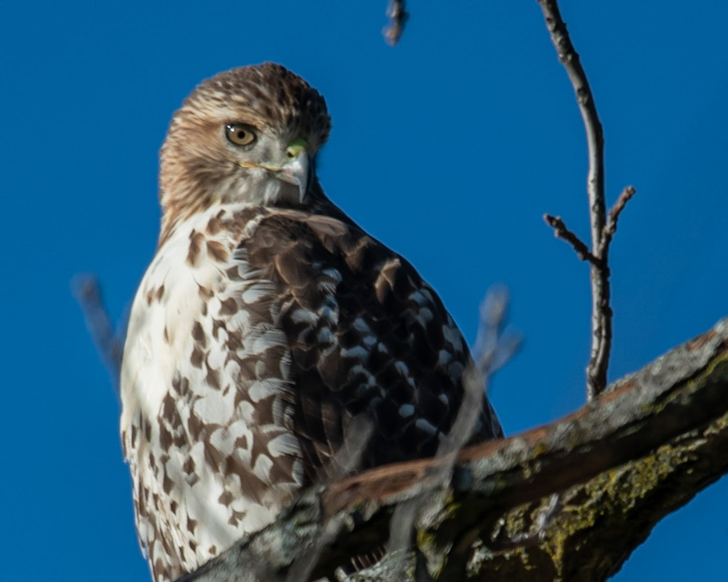 Hawk Spotting Prey