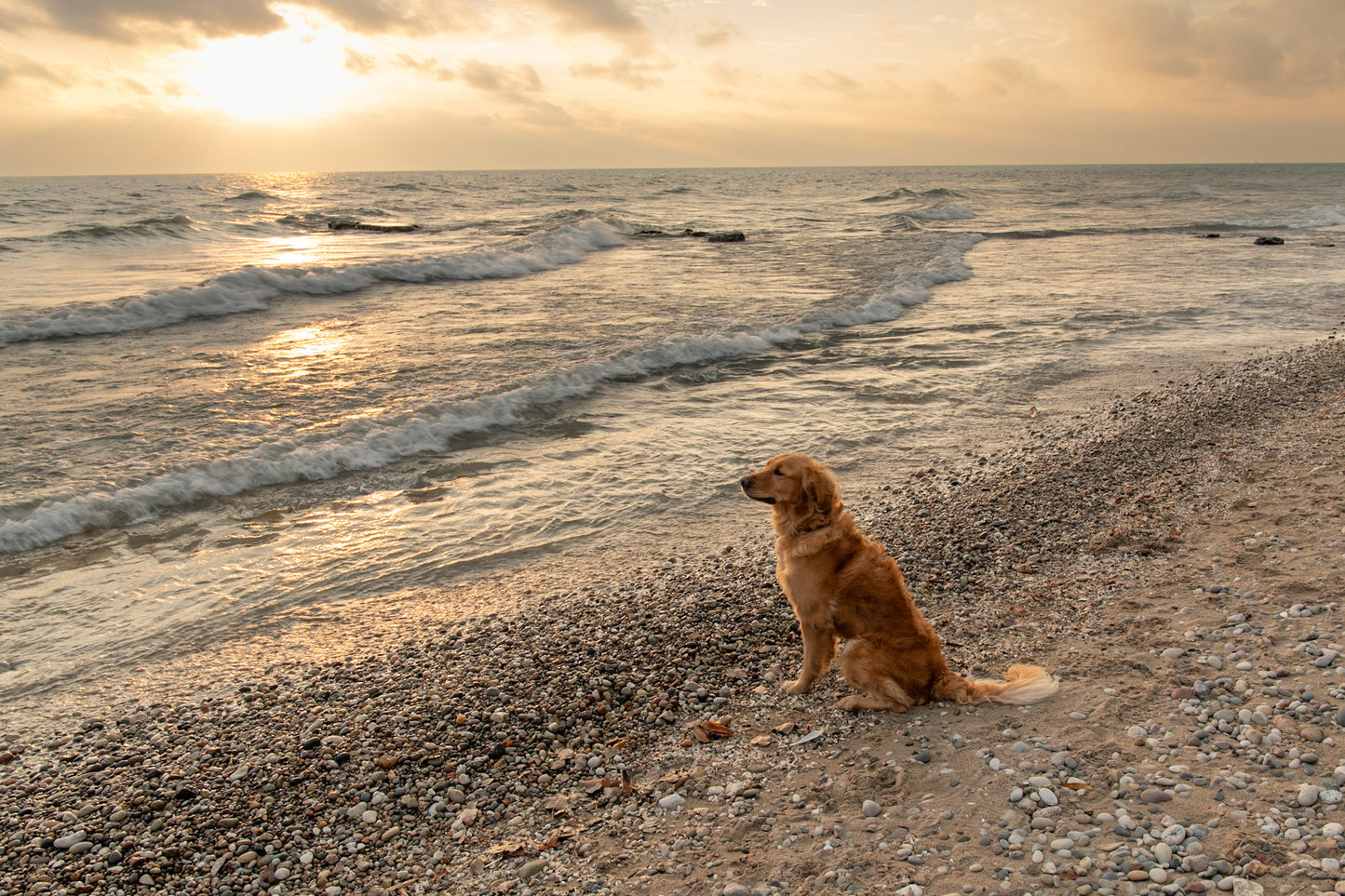 Golden Retriever Loves Beach Life