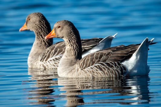 Snow Geese On Blue