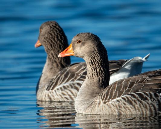 Snow Geese