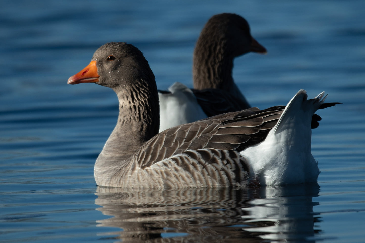 Snow Goose