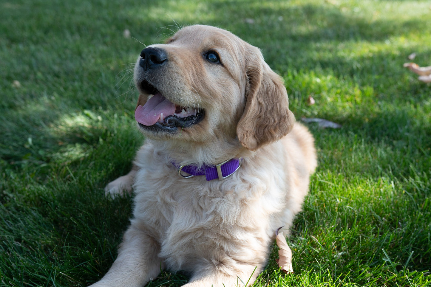 Golden Retriever Puppy