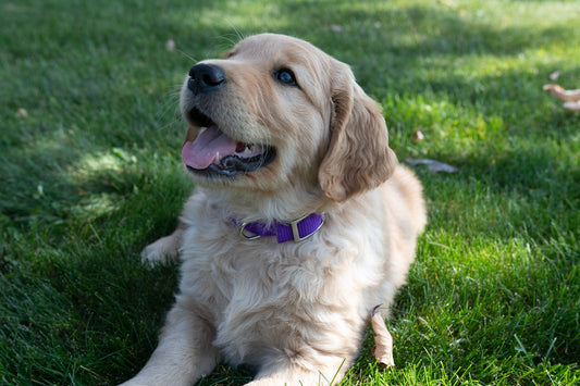 Golden Retriever Puppy