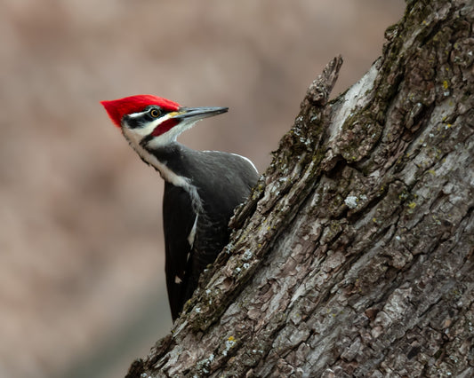 Pileated Woodpecker