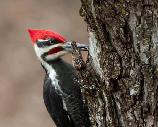 Woody Pileated Woodpecker