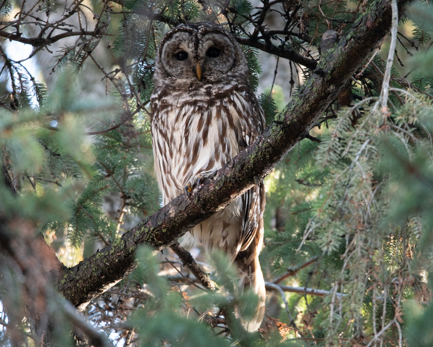 Barred Owl