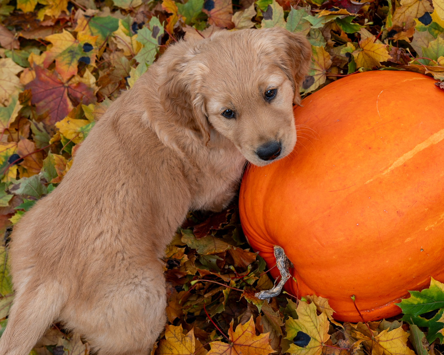 Golden Retriever Puppy on Pumpkin