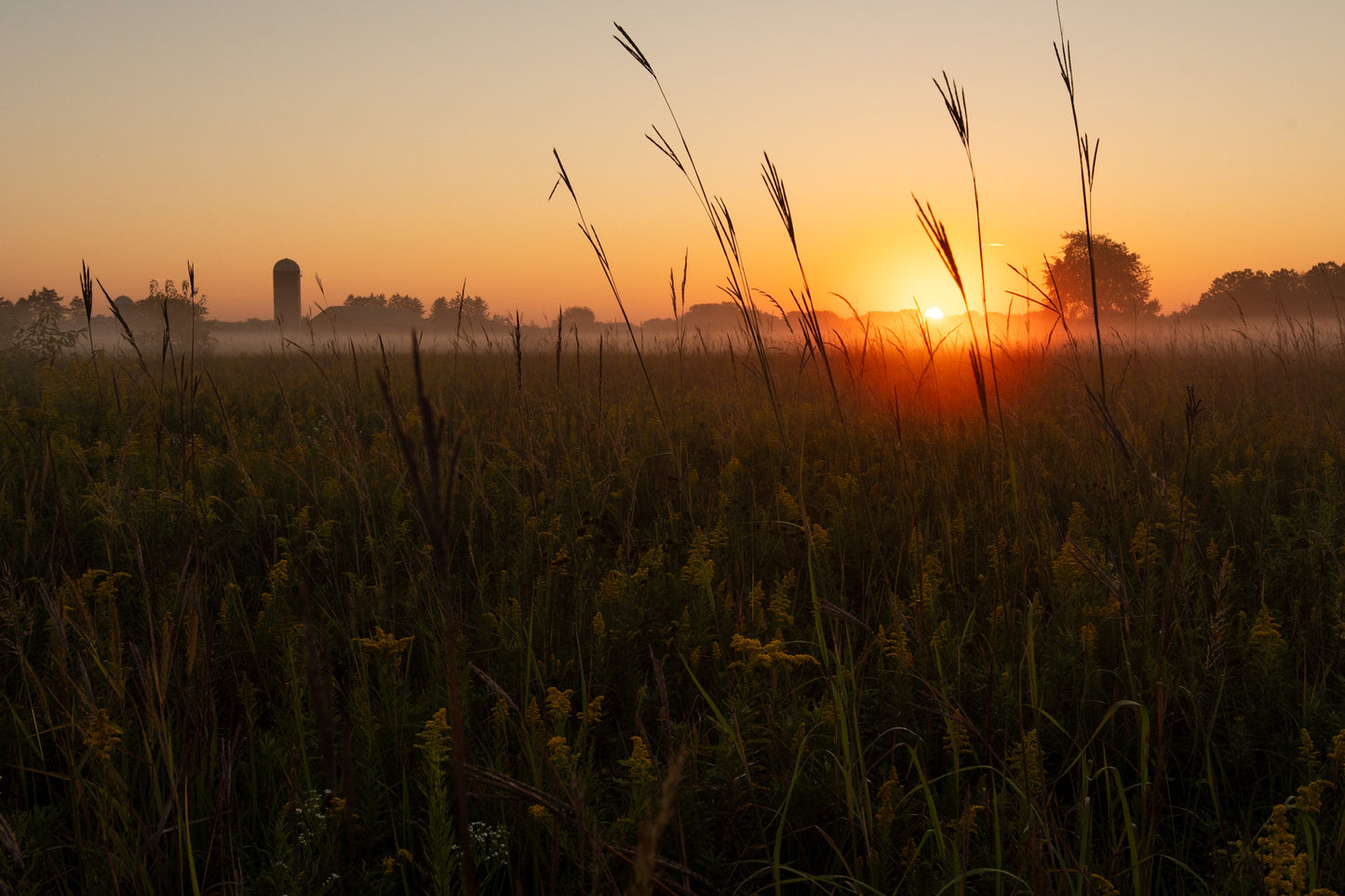 Farm Sunrise Grass Reaching For Sky