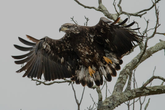 Bald Eagle Juvenile Takes Flight