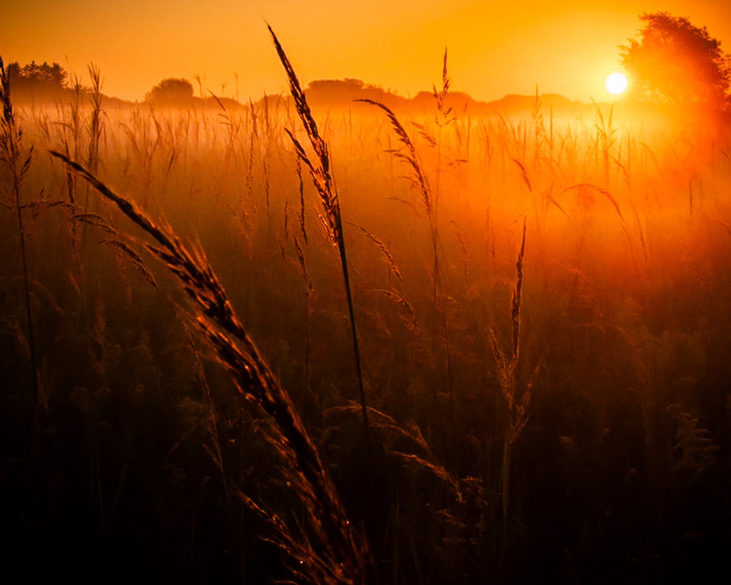 The  Harvest Is Ready Sunrise