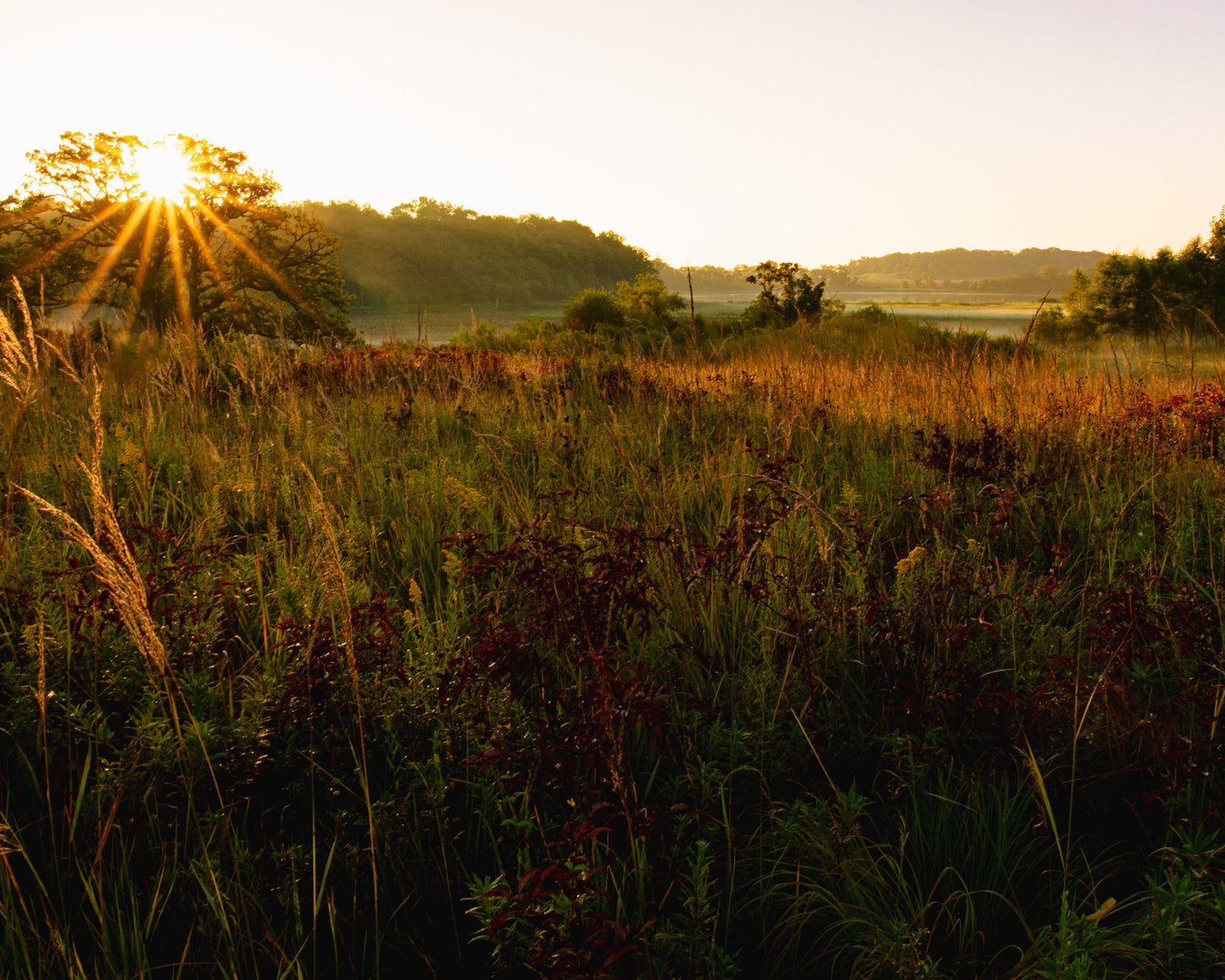 Sunburst Daybreak Spring