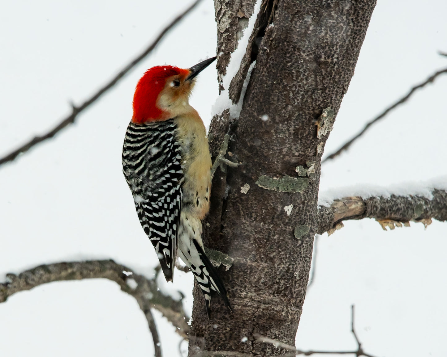 Red Bellied Woodpecker