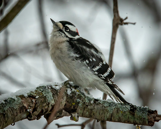 American Three Toed WoodPecker