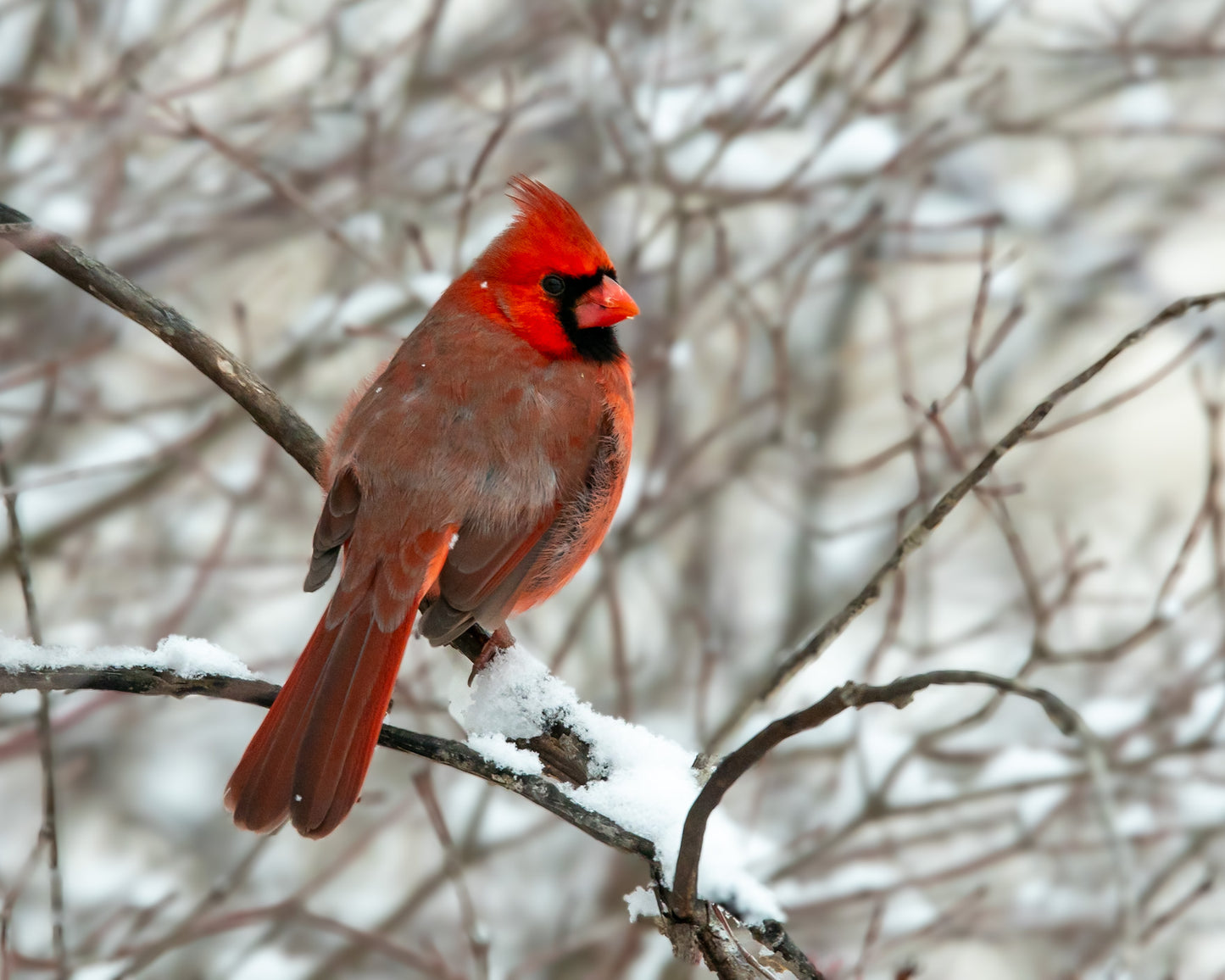 Cardinal In Bush With Snow Select