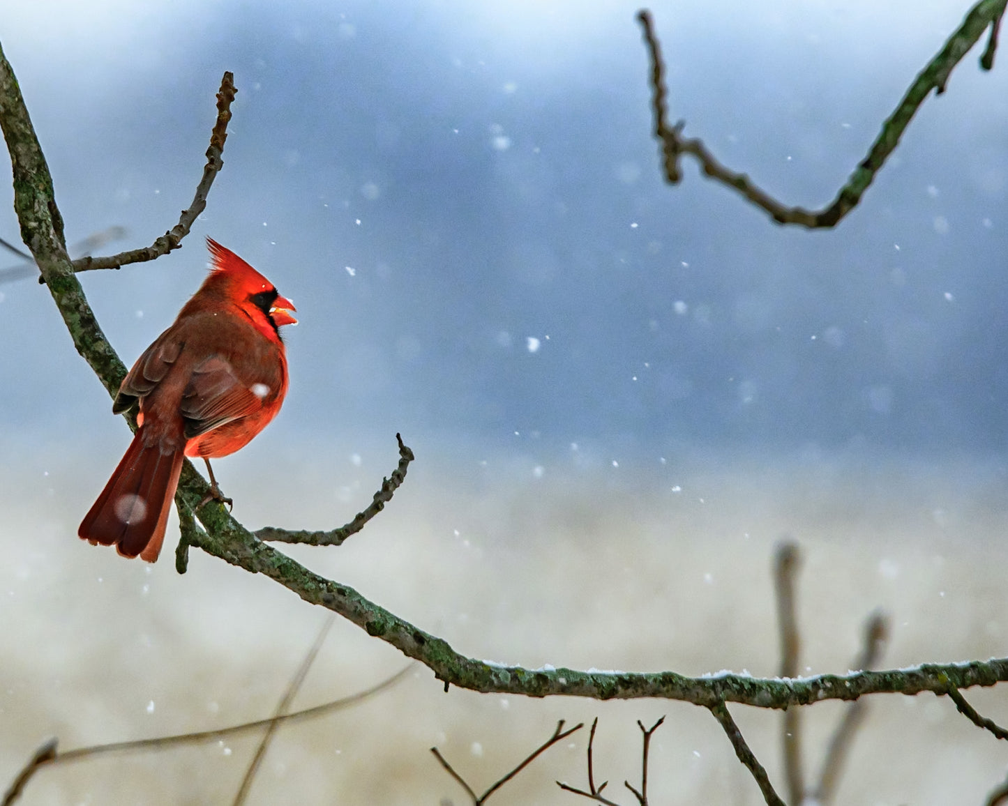 Print Cardinal Waiting Out Snow Select