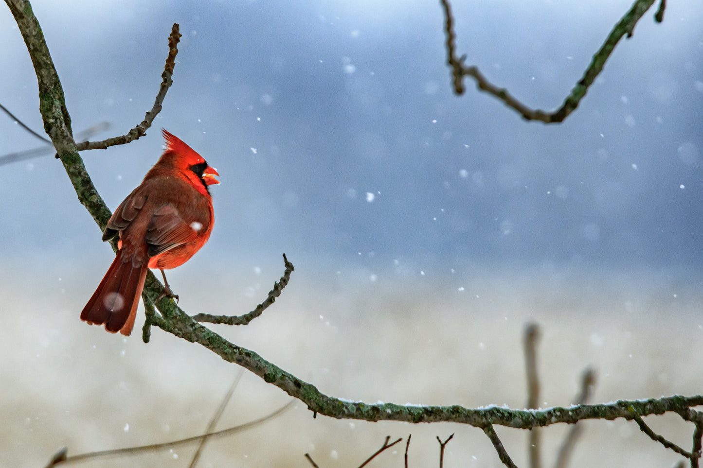 Cardinal In Snow