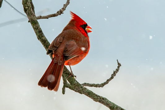 Cardinal in Snow Select