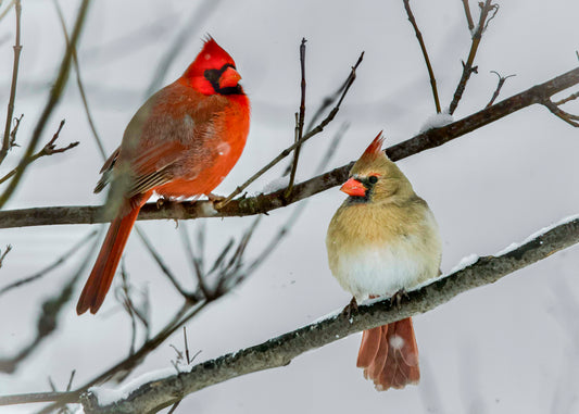 Cardinal Pair Waiting Out The Snow Select