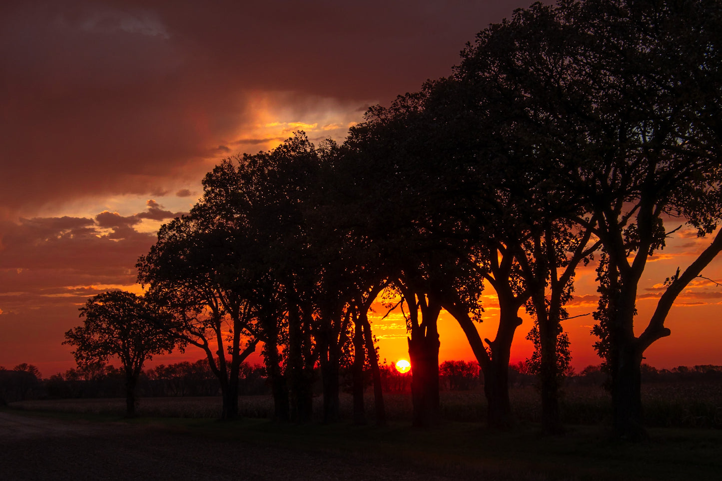 Sunrise Tree Row Silhouette Select