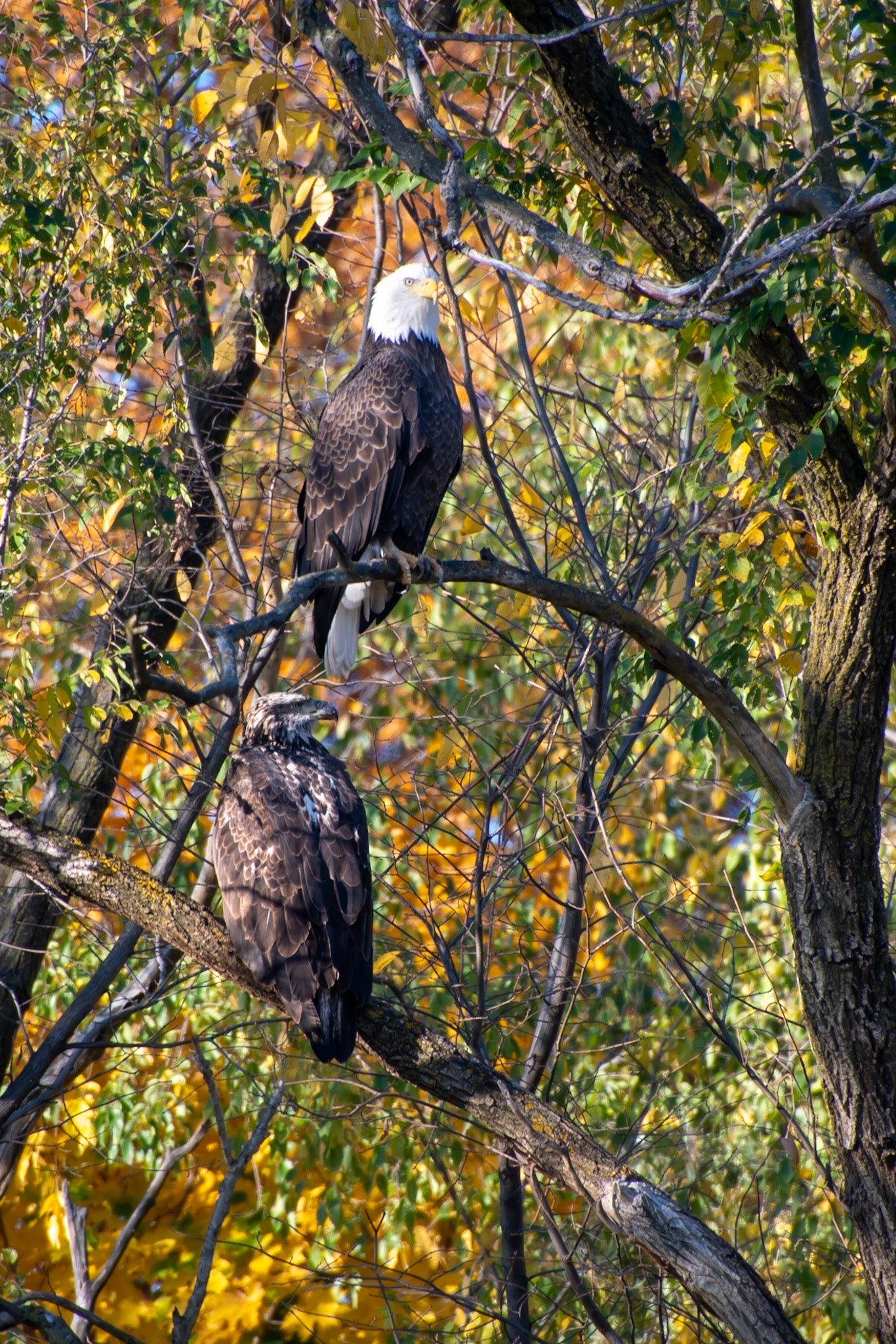 Bald Eagle and Fledgling