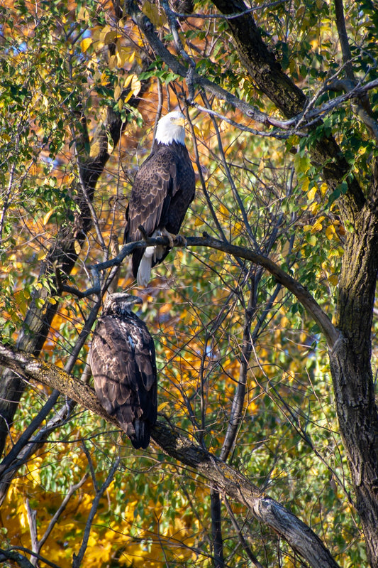 Bald Eagle and Fledgling