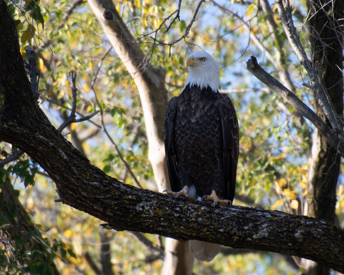 Bald Eagle Perched