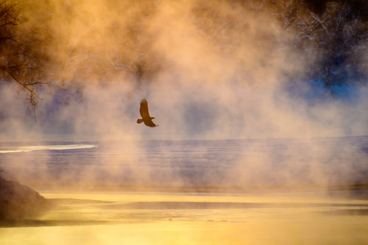 Bald Eagle Misty Morning Select