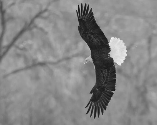 Bald Eagle Spots Prey