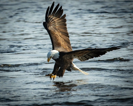 Bald Eagle Ready For Meal