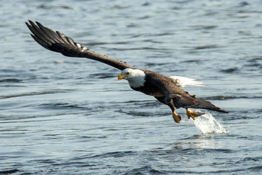 Bald Eagle Fishing