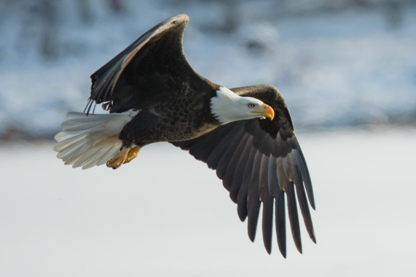 Eagle Takes a Look