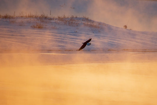 Bald Eagle Hazy Morning Select