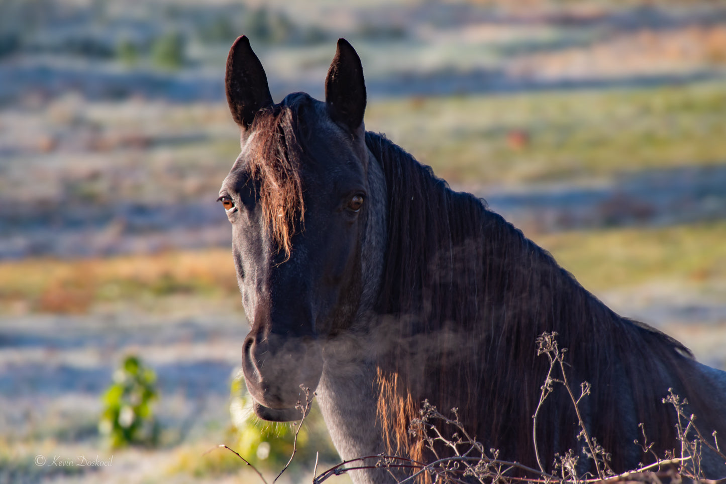 Horse Black Gray On Cool Morning