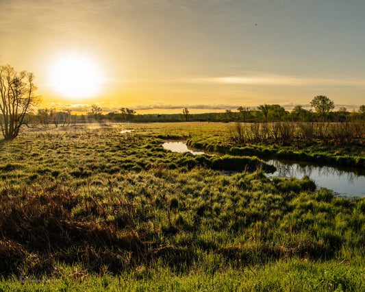 Marsh Yellow Mist Spring Sunrise Select