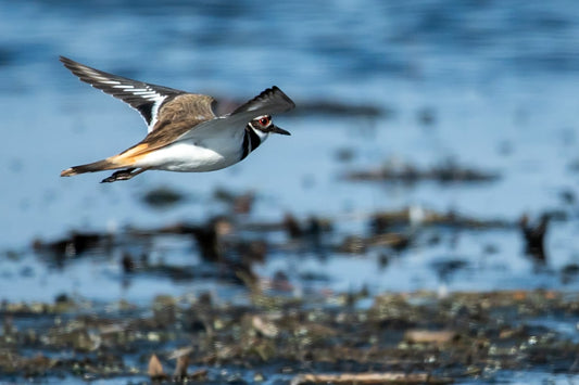 Killdeer in Flight