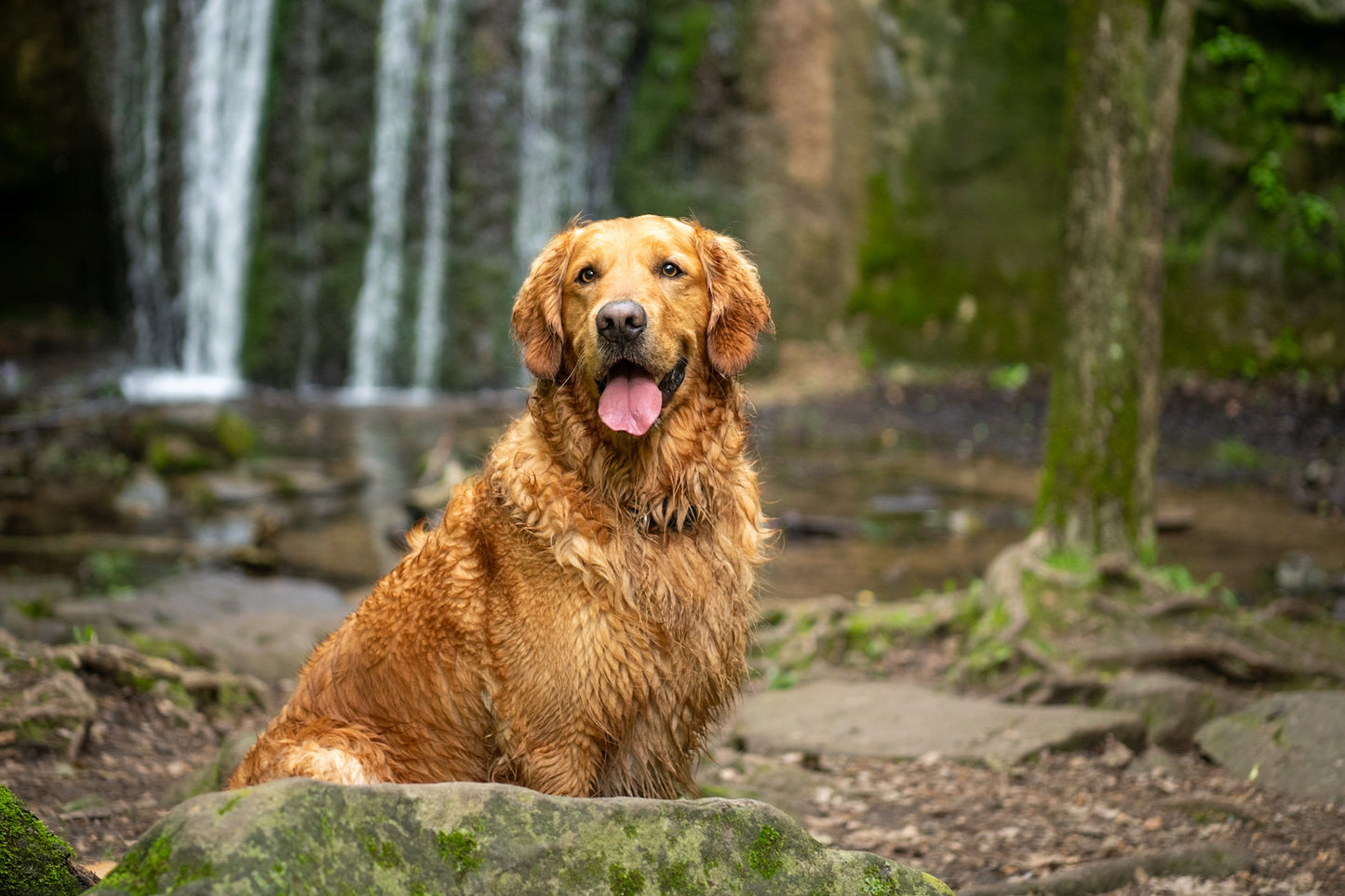 Golden Retriever Happy Day Dog